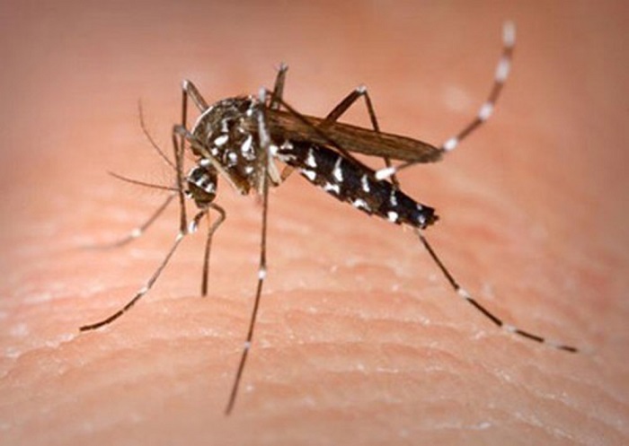 muoi Aedes aegypti
